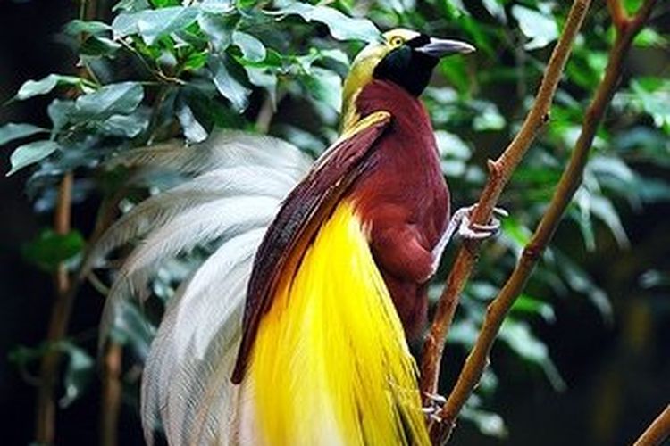 Birdwatching | Cenderawasih Tour