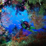 Wisata Open Trip Raja Ampat: Solusi Liburan Hemat ke Surga Timur Indonesia