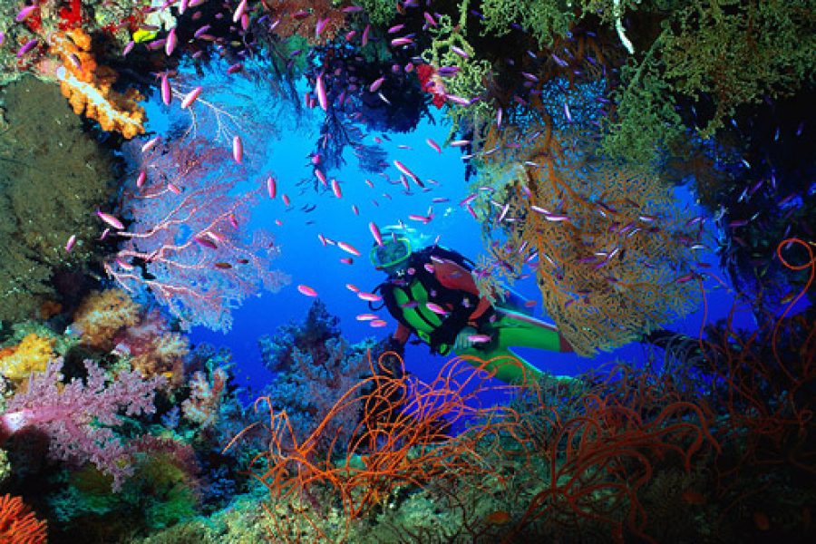 Diving Raja Ampat Pemula